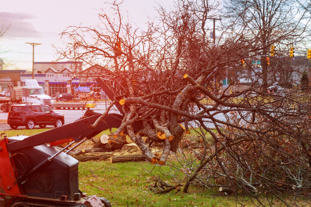 Best Lot and Land Clearing  in Tallmadge, OH