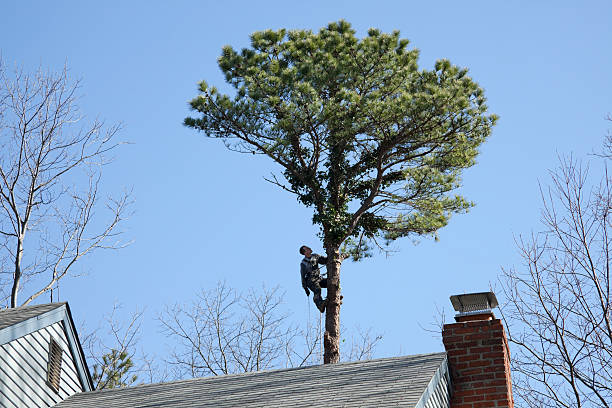 Best Tree Health Inspection  in Tallmadge, OH